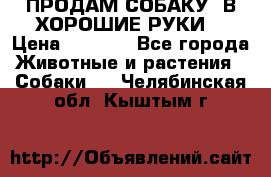 ПРОДАМ СОБАКУ  В ХОРОШИЕ РУКИ  › Цена ­ 4 000 - Все города Животные и растения » Собаки   . Челябинская обл.,Кыштым г.
